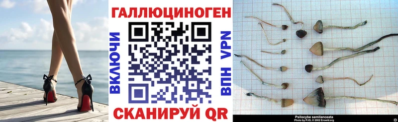 KRAKEN ссылка  Кулебаки  Галлюциногенные грибы Psilocybine cubensis 